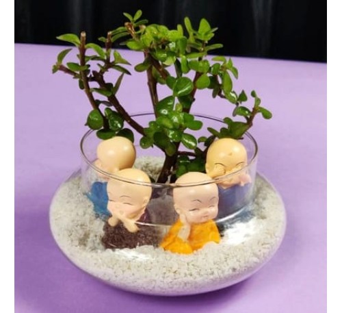 We Don't Know Succulent Plant With Four Buddha Monk 