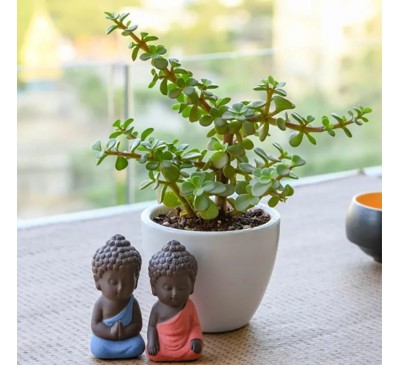 Occasions With Jade Plant And Cute Monks