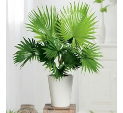 Table Palm Indoor Plant 