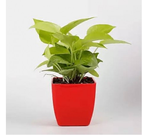 Money Plant For Table 