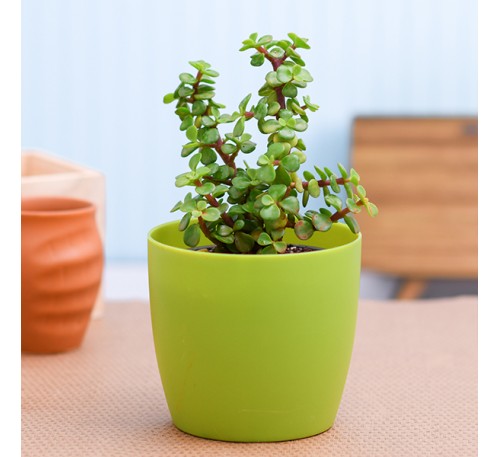 Jade Plant For Office 