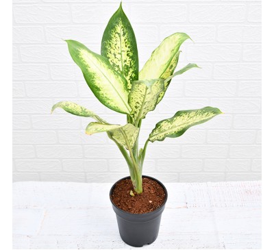 dieffenbachia camilla plant
