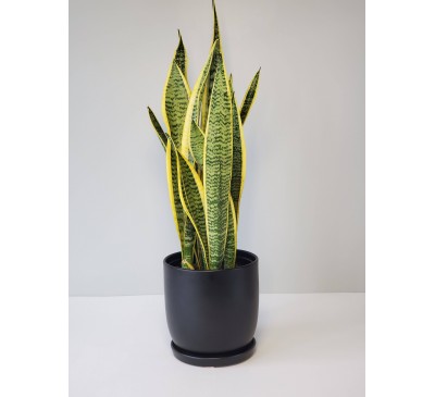 Snake Plant In Yellow Leaves 