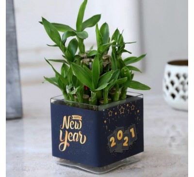 New year Lucky Bamboo Plant 