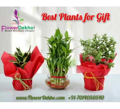 Set of 3 Prosperous Plants
