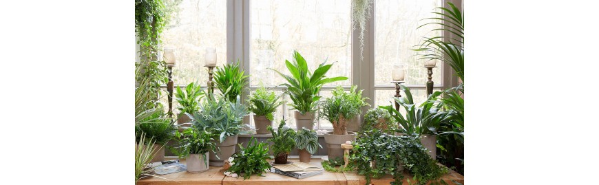 Indoor Plants