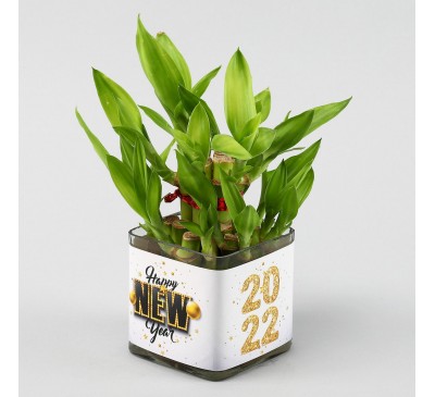 A New Year Plant