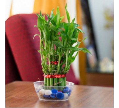 A Two Layer Lucky Bamboo