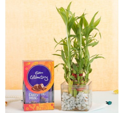 Two Layer Lucky Bamboo With Celebration Pack 