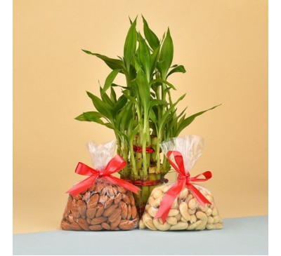 Lucky Bamboo Plant WIth Cashew And Almonds 