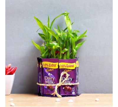 Lucky Bamboo  With Dairy Milk