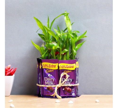 Lucky Bamboo  With Dairy Milk