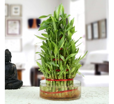 Five Layer Lucky Bamboo