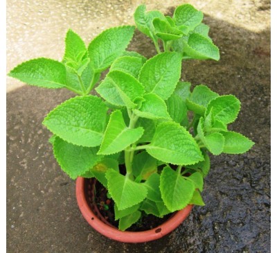 Ajwain Plant 