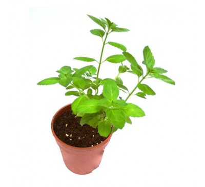Krishna Tulsi Plant 